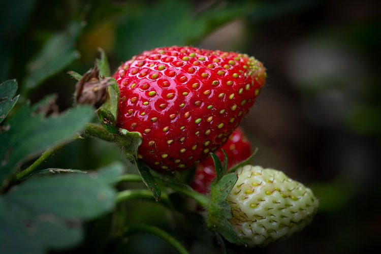 Ini 13 Manfaat Buah Strawberry untuk Kesehatan Tubuh