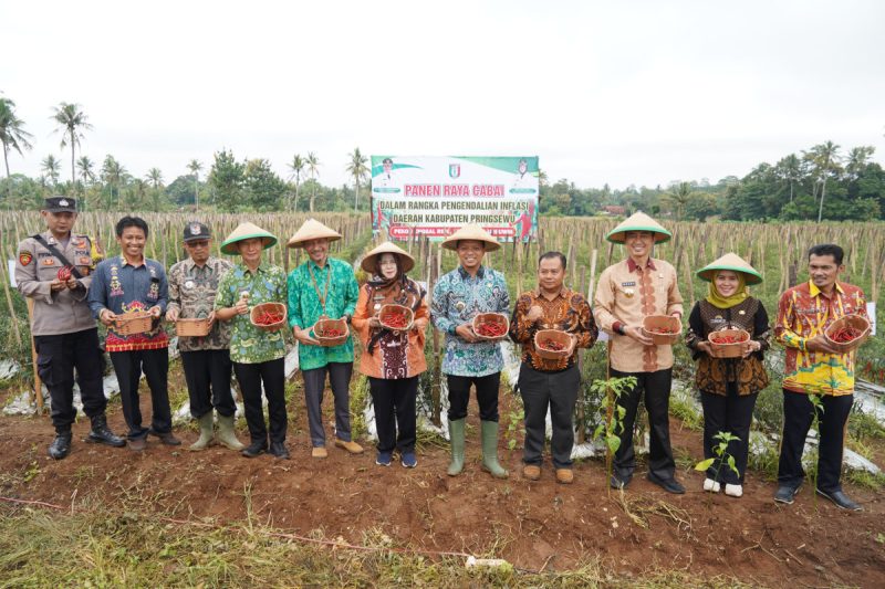 Bupati Pringsewu Riyanto Pamungkas Panen Cabai Merah di Pekon Enggal Rejo