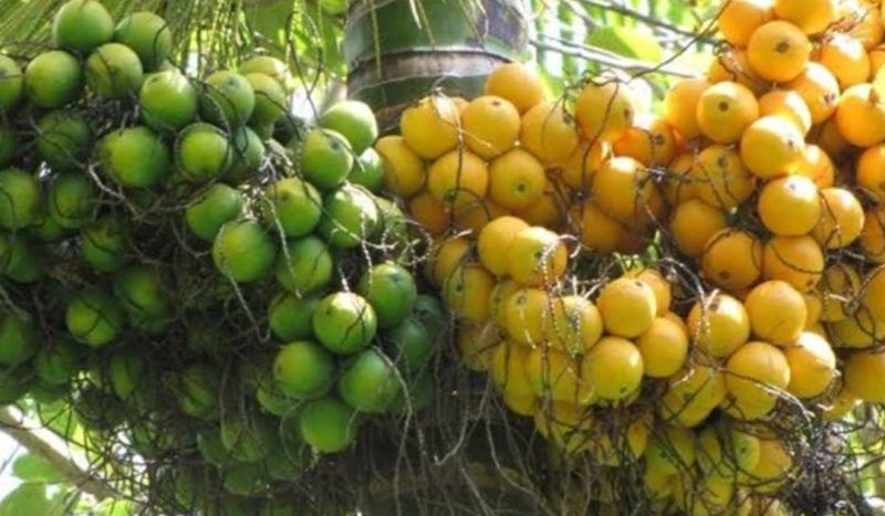 Petani Pinang di Lampung Sumringah, Harga Komoditas Mulai Merangkak Naik